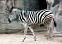 動物図鑑・チャップマンシマウマの写真 9